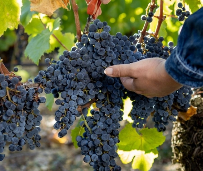 vendanges - raisin